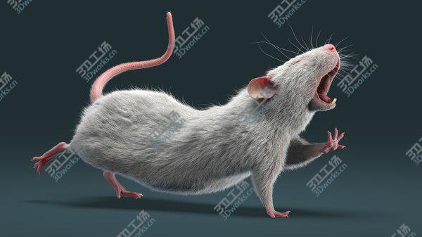 images/goods_img/20210312/Rats Collection (Rigged) 3D model/2.jpg